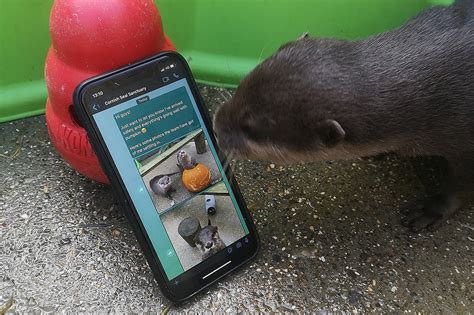 otter dating app